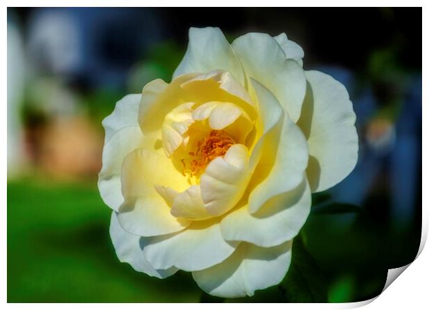 Beautiful white rose in the garden Print by Vicen Photo