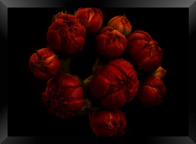 The exotic flower of the Kalanchoe with black background Framed Print by Vicen Photo