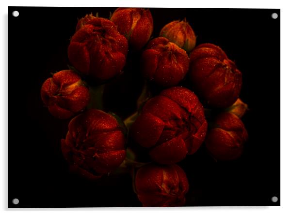 The exotic flower of the Kalanchoe with black background Acrylic by Vicen Photo
