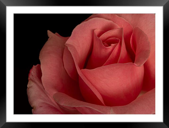 Petals of a red rose with a black background Framed Mounted Print by Vicen Photo