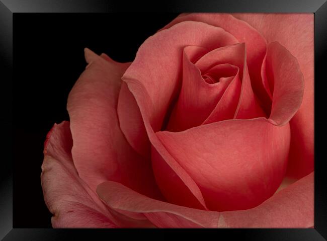 Petals of a red rose with a black background Framed Print by Vicen Photo