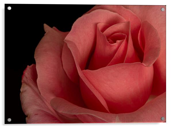Petals of a red rose with a black background Acrylic by Vicen Photo