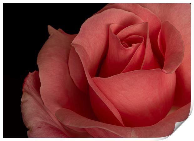 Petals of a red rose with a black background Print by Vicen Photo