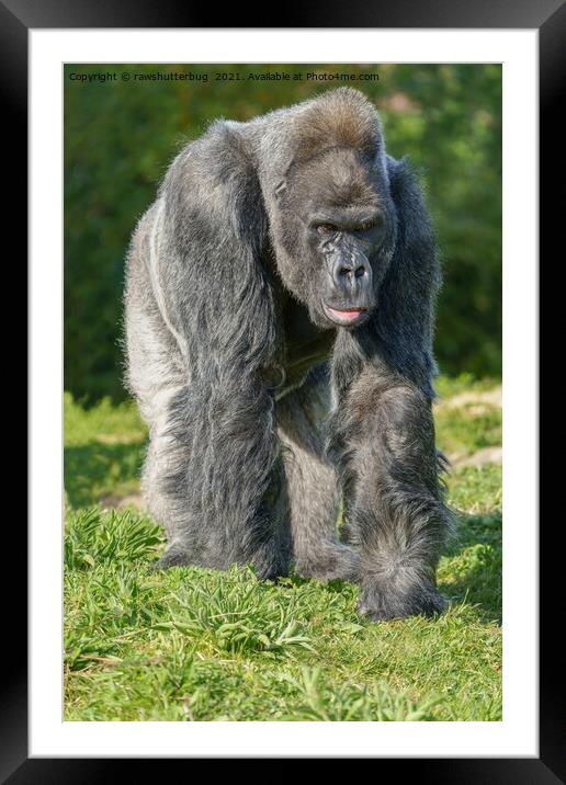Silverback Gorilla Walking Through The Grass Framed Mounted Print by rawshutterbug 