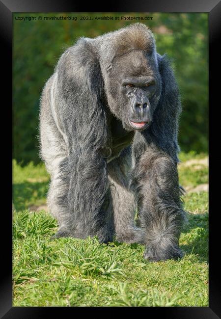 Silverback Gorilla Walking Through The Grass Framed Print by rawshutterbug 