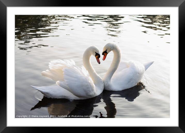 Swan heart Framed Mounted Print by Elaine Hayward