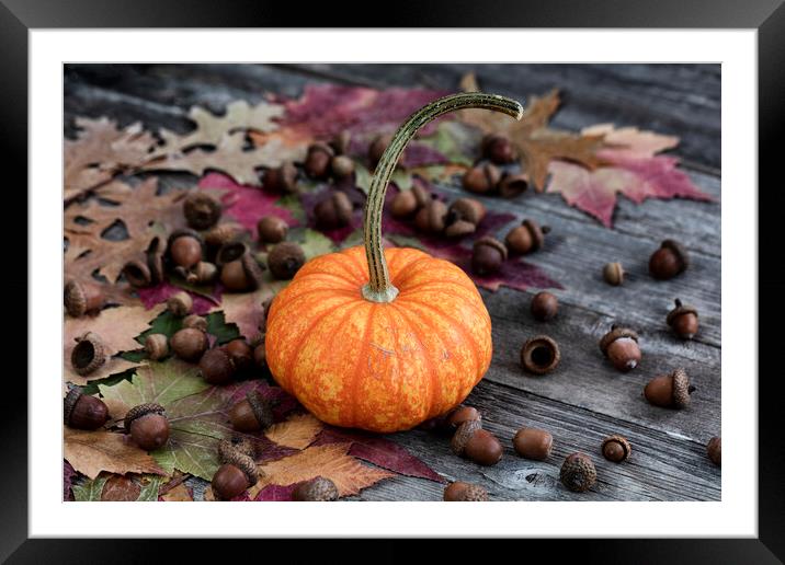 Real whole pumpkin plus acorns and foliage leaves on wood Framed Mounted Print by Thomas Baker