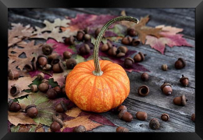 Real whole pumpkin plus acorns and foliage leaves on wood Framed Print by Thomas Baker