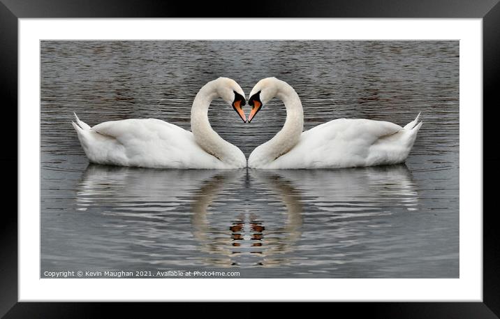 Majestic Swans Swimming in a Heart-Shaped Pond Framed Mounted Print by Kevin Maughan