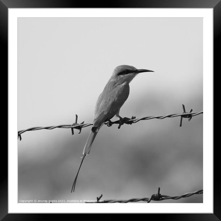 Green Bee-Eater Framed Mounted Print by anurag gupta