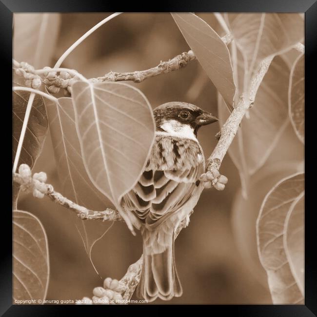 Sparrow Framed Print by anurag gupta