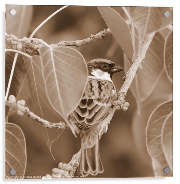 Sparrow Acrylic by anurag gupta