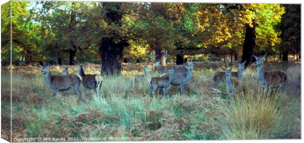 Red Deer in Richmond Park, Surrey Canvas Print by Phil Banks
