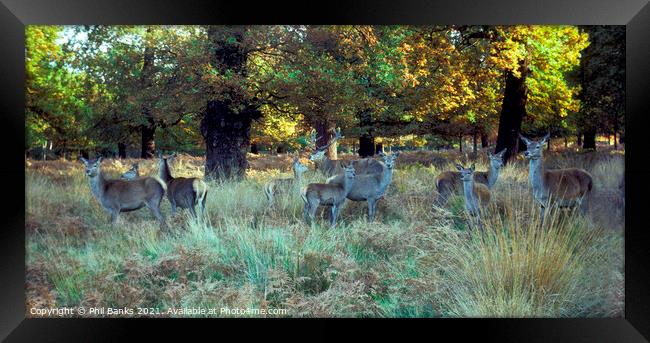 Red Deer in Richmond Park, Surrey Framed Print by Phil Banks