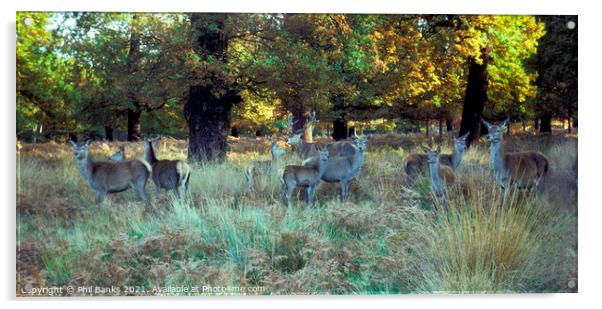 Red Deer in Richmond Park, Surrey Acrylic by Phil Banks