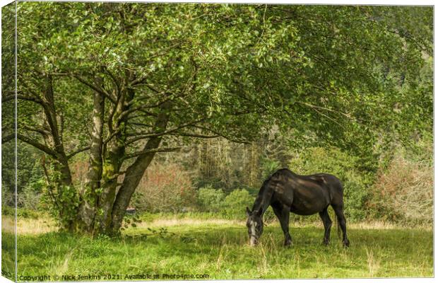 Black Horse feeding under Tree Rhondda Valley  Canvas Print by Nick Jenkins