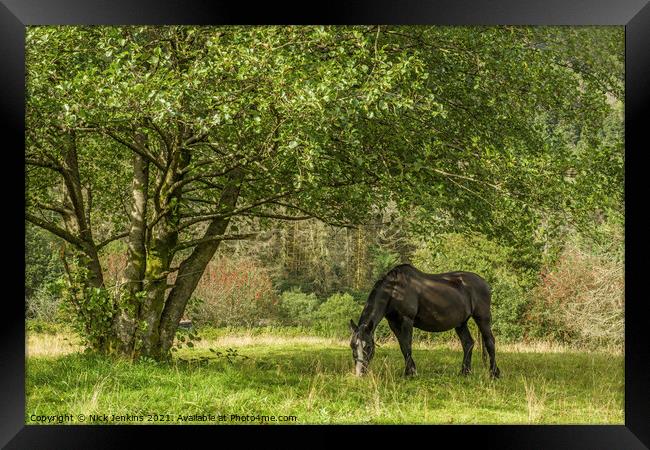 Black Horse feeding under Tree Rhondda Valley  Framed Print by Nick Jenkins