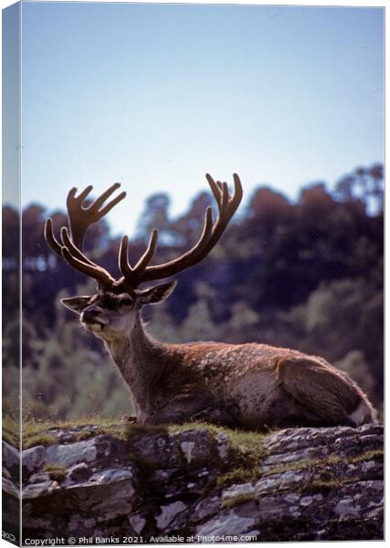 Red deer stag in mid summer - Scottish Highlands Canvas Print by Phil Banks