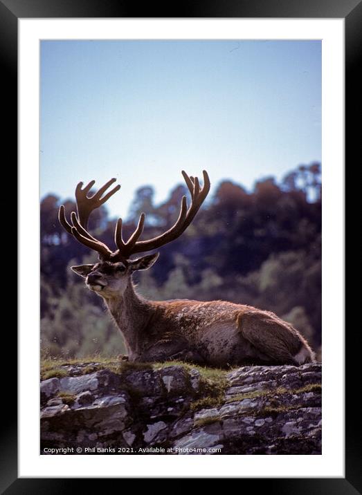 Red deer stag in mid summer - Scottish Highlands Framed Mounted Print by Phil Banks