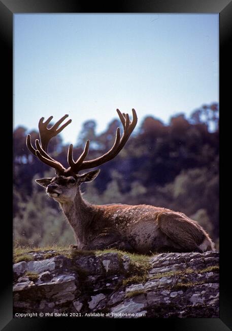 Red deer stag in mid summer - Scottish Highlands Framed Print by Phil Banks