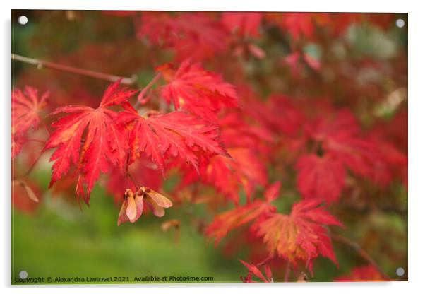 Autumn Red Acrylic by Alexandra Lavizzari