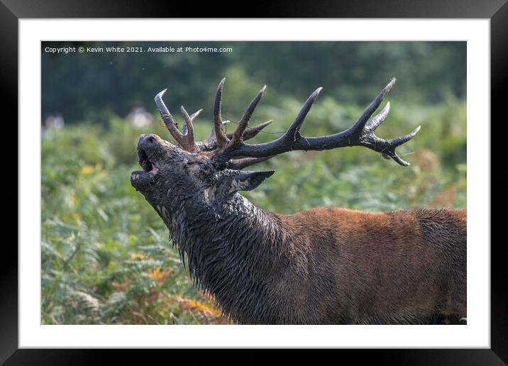 Red Stag roaring  Framed Mounted Print by Kevin White