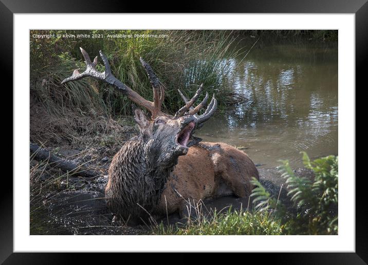 Wallow in mud Framed Mounted Print by Kevin White