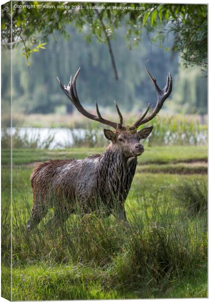 Stag after mud bath Canvas Print by Kevin White
