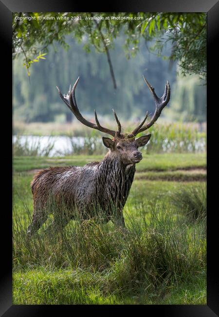 Stag after mud bath Framed Print by Kevin White