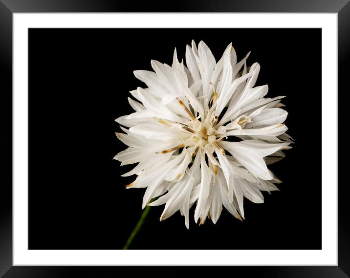 Blow Wives Flower Framed Mounted Print by Jonathan Thirkell