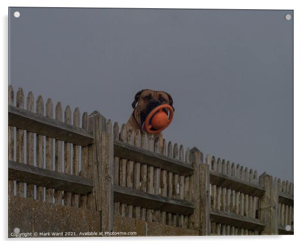 Bulldog mastiff Trying to look Scary. Acrylic by Mark Ward