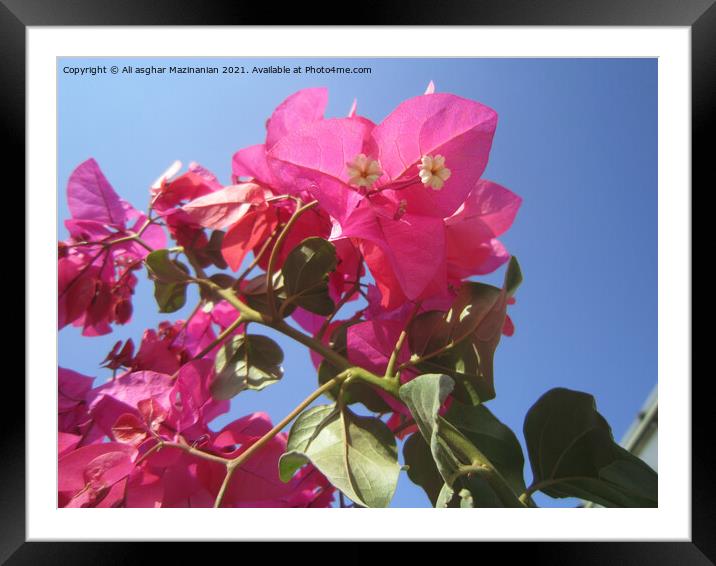 A colorful flower on a plant Framed Mounted Print by Ali asghar Mazinanian