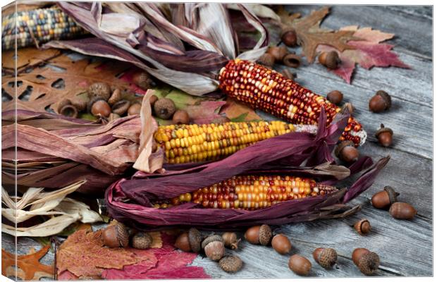 Real corn plus acorns and foliage leaves on weathered wood Canvas Print by Thomas Baker
