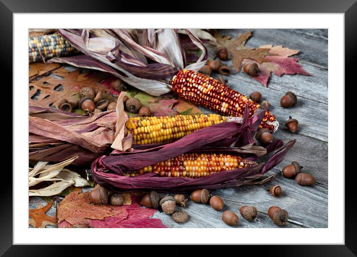 Real corn plus acorns and foliage leaves on weathered wood Framed Mounted Print by Thomas Baker