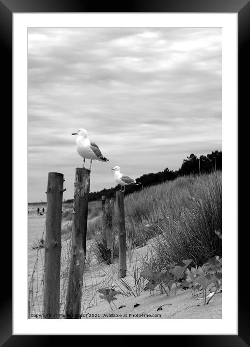 Seagulls in black & white Framed Mounted Print by Paulina Sator