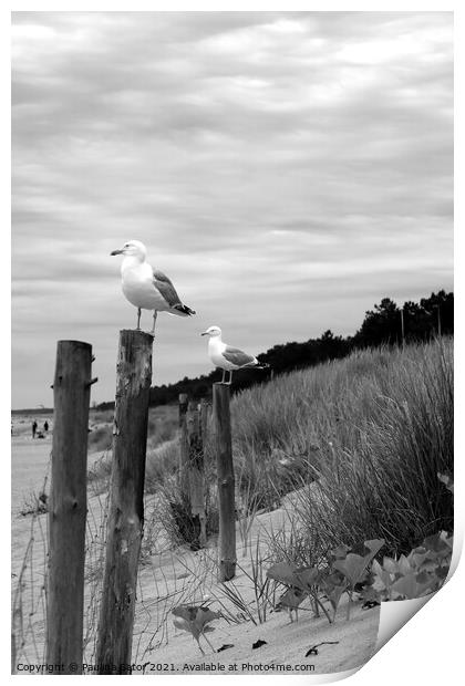 Seagulls in black & white Print by Paulina Sator