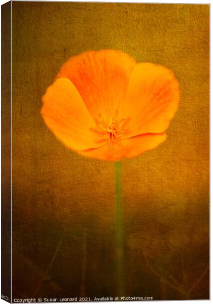 Buttercup with texture Canvas Print by Susan Leonard