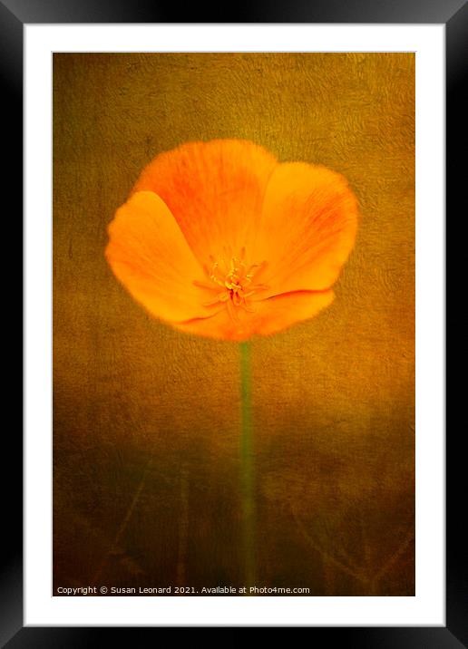Buttercup with texture Framed Mounted Print by Susan Leonard