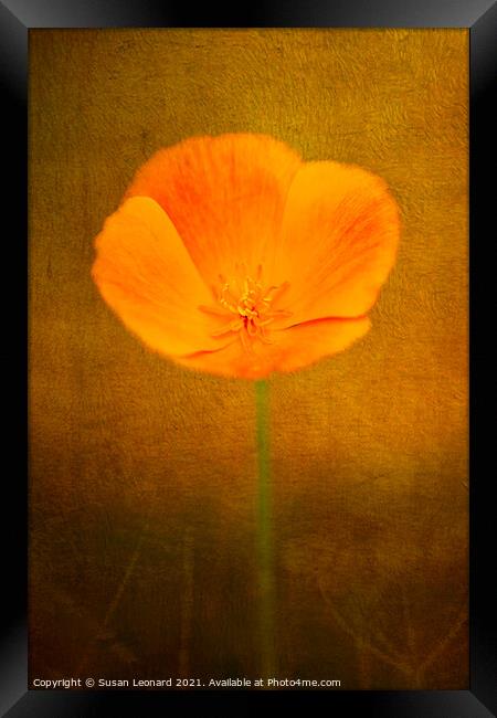 Buttercup with texture Framed Print by Susan Leonard