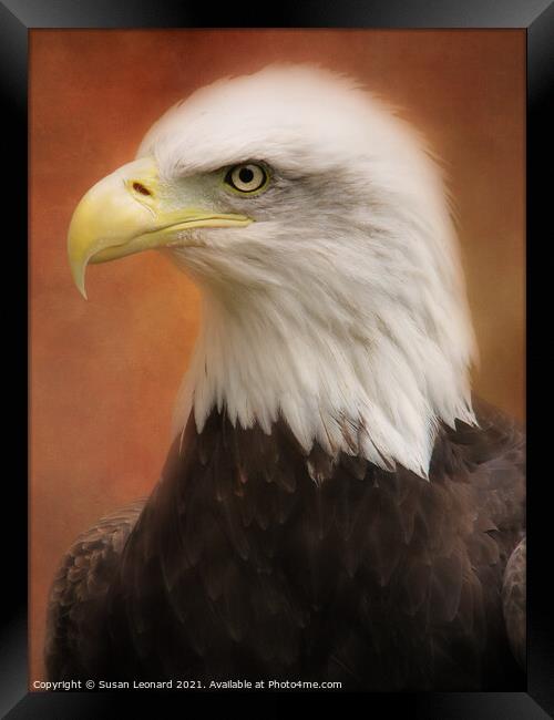 Golden Eagle against a textured background Framed Print by Susan Leonard