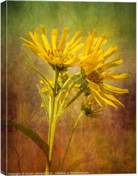 Daisies with textured background Canvas Print by Susan Leonard