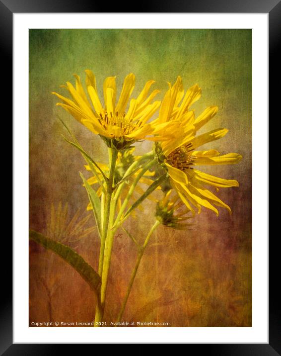 Daisies with textured background Framed Mounted Print by Susan Leonard