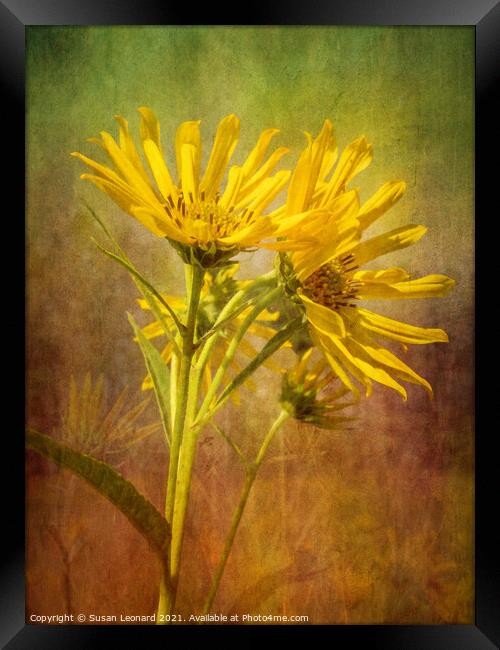 Daisies with textured background Framed Print by Susan Leonard