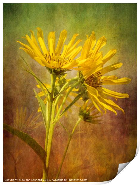 Daisies with textured background Print by Susan Leonard
