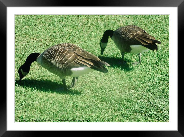 Canada geese Framed Mounted Print by Stephanie Moore