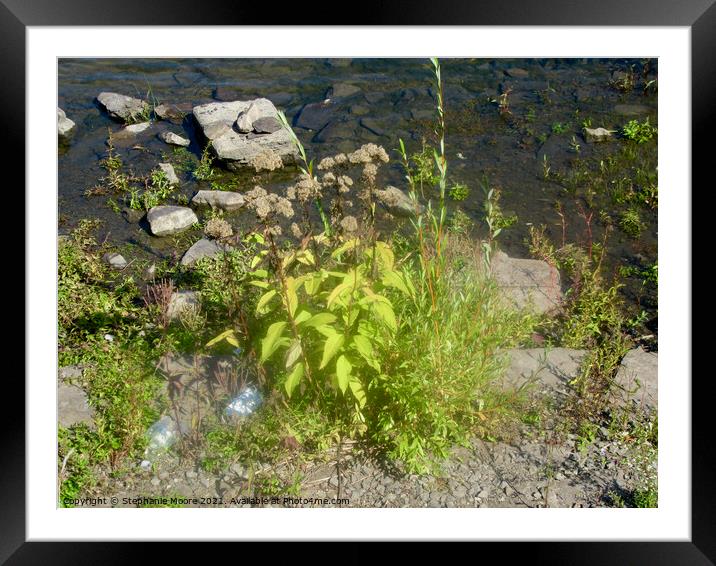 Rocks and plants  Framed Mounted Print by Stephanie Moore