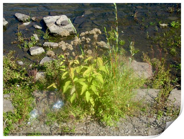 Rocks and plants  Print by Stephanie Moore