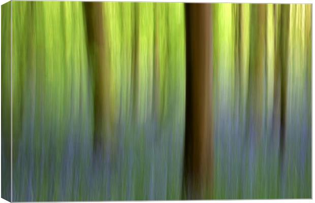 Abstract Bluebell Wood Canvas Print by Susan Snow