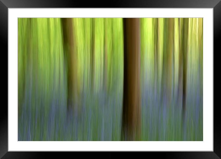 Abstract Bluebell Wood Framed Mounted Print by Susan Snow