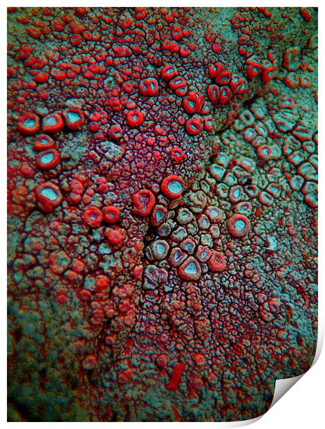 abstract lichen Print by Heather Newton